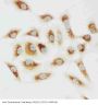 Anti-Cytochrome C/CYCS Antibody Picoband®