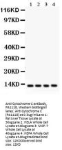 Anti-Cytochrome C/CYCS Antibody Picoband®