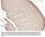Anti-Cytochrome C/CYCS Antibody Picoband®