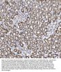 Anti-Cytochrome C/CYCS Antibody Picoband®