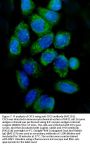Anti-Cytochrome C/CYCS Antibody Picoband®