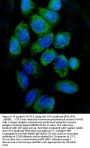 Anti-Cytochrome C/CYCS Antibody Picoband®