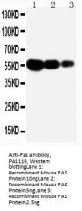 Anti-Fas Antibody Picoband®