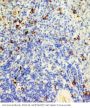 Anti-Fas Antibody Picoband®