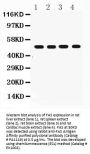 Anti-Fas Antibody Picoband®