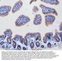 Anti-Fas Antibody Picoband®