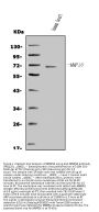 Anti-Matrix metalloproteinase-16 MMP16 Antibody Picoband®