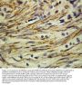 Anti-Matrix metalloproteinase-16 MMP16 Antibody Picoband®