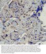 Anti-Matrix metalloproteinase-16 MMP16 Antibody Picoband®