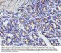 Anti-Matrix metalloproteinase-16 MMP16 Antibody Picoband®