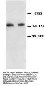Anti-NF-kB p65/RELA Antibody Picoband®