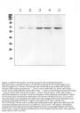 Anti-Chk2/CHEK2 Antibody Picoband®
