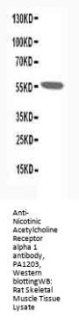 Anti-Nicotinic Acetylcholine Receptor alpha 1/CHRNA1 Antibody Picoband®