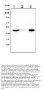 Anti-Histamine H3 receptor HRH3 Antibody Picoband®