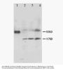 Anti-MRGX1/MRGPRX1 Antibody Picoband®