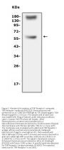 Anti-TNF Receptor I/TNFRSF1A Antibody Picoband®