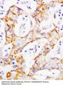 Anti-beta Catenin/CTNNB1 Antibody Picoband®