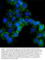 Anti-beta Catenin/CTNNB1 Antibody Picoband®