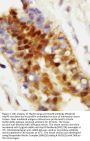 Anti-Hsp70/HSPA1A/HSPA1B Antibody Picoband®