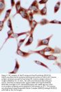 Anti-Hsp70/HSPA1A/HSPA1B Antibody Picoband®