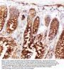 Anti-Hsp70/HSPA1A/HSPA1B Antibody Picoband®
