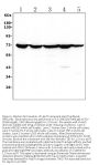 Anti-Hsp70/HSPA1A/HSPA1B Antibody Picoband®
