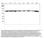 Anti-Hsp70/HSPA1A/HSPA1B Antibody Picoband®