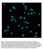 Anti-Hsp70/HSPA1A/HSPA1B Antibody Picoband®