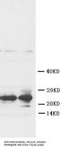 Anti-Fibroblast growth factor 8 FGF8 Antibody Picoband®