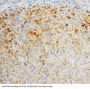 Anti-Fibroblast growth factor 8 FGF8 Antibody Picoband®