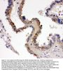 Anti-Fibroblast growth factor 8 FGF8 Antibody Picoband®