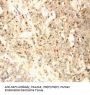 Anti-XIAP-associated factor 1 XAF1 Antibody Picoband®