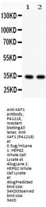 Anti-XIAP-associated factor 1 XAF1 Antibody Picoband®
