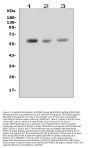 Anti-RUNX2 Antibody Picoband®