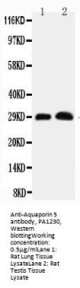Anti-Aquaporin 5/AQP5 Antibody Picoband®