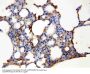 Anti-Aquaporin 5/AQP5 Antibody Picoband®