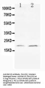 Anti-Bcl-XS/BCL2L1 Antibody Picoband®