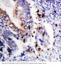 Anti-Bcl-XS/BCL2L1 Antibody Picoband®