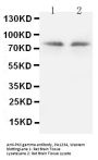 Anti-PKC gamma/PRKCG Antibody Picoband®