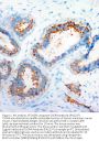 Anti-CXCR4 Antibody Picoband®