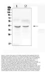 Anti-CXCR4 Antibody Picoband®
