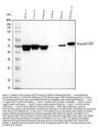 Anti-Cytokeratin 8/KRT8 Antibody Picoband®