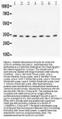 Anti-Cyclin D1/CCND1 Antibody Picoband®