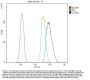 Anti-Cyclin D1/CCND1 Antibody Picoband®