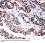 Anti-Caspase-3 (P10)/CASP3 Antibody Picoband®