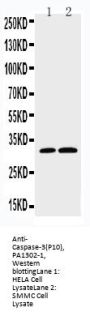 Anti-Caspase-3 (P10)/CASP3 Antibody Picoband®