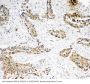 Anti-Caspase-3 (P10)/CASP3 Antibody Picoband®