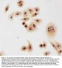 Anti-Caspase-3 (P10)/CASP3 Antibody Picoband®