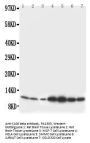 Anti-S100 beta/S100B Antibody Picoband®