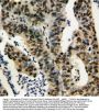Anti-TNFAIP1 Antibody Picoband®
